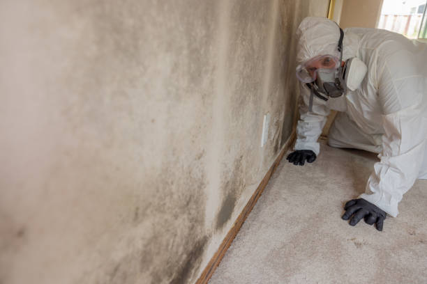 Mold Documentation for Insurance Claims