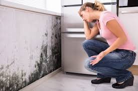 Reliable Anniston, AL Mold Removal Solutions